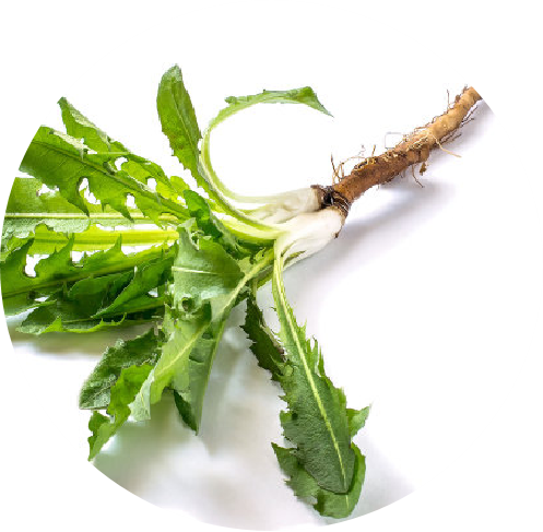 蒲公英根粉